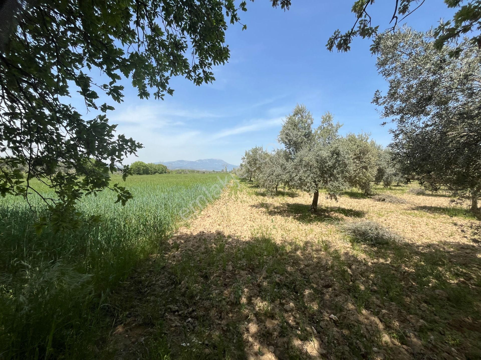 Torbalı Gazi Mustafa Kemal Mah.5840m2 Satılık Zeytinli Tarla - Görsel 24
