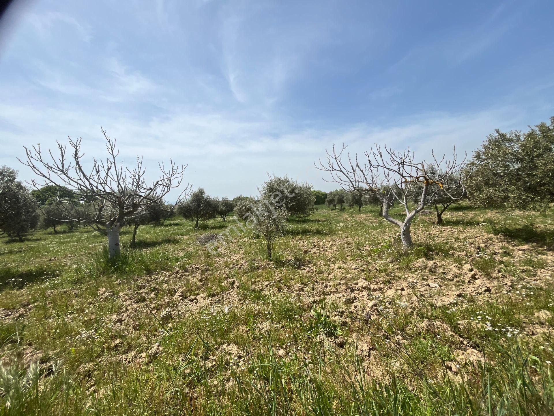 Torbalı Gazi Mustafa Kemal Mah.5840m2 Satılık Zeytinli Tarla - Görsel 6