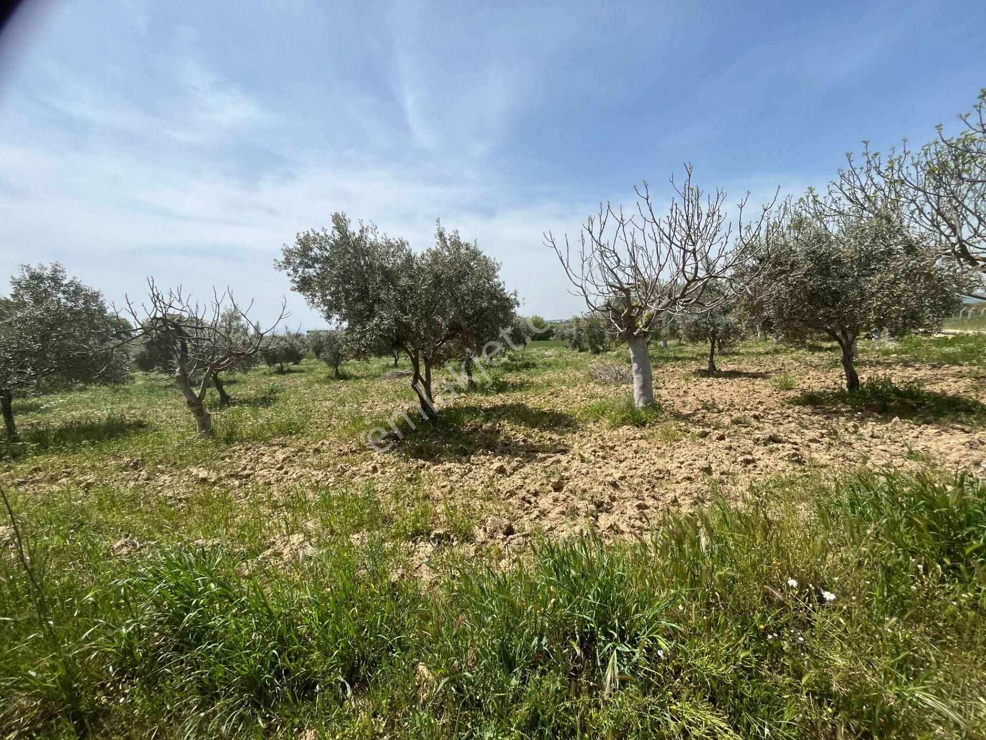 Torbalı Gazi Mustafa Kemal Mah.5840m2 Satılık Zeytinli Tarla - Görsel 4