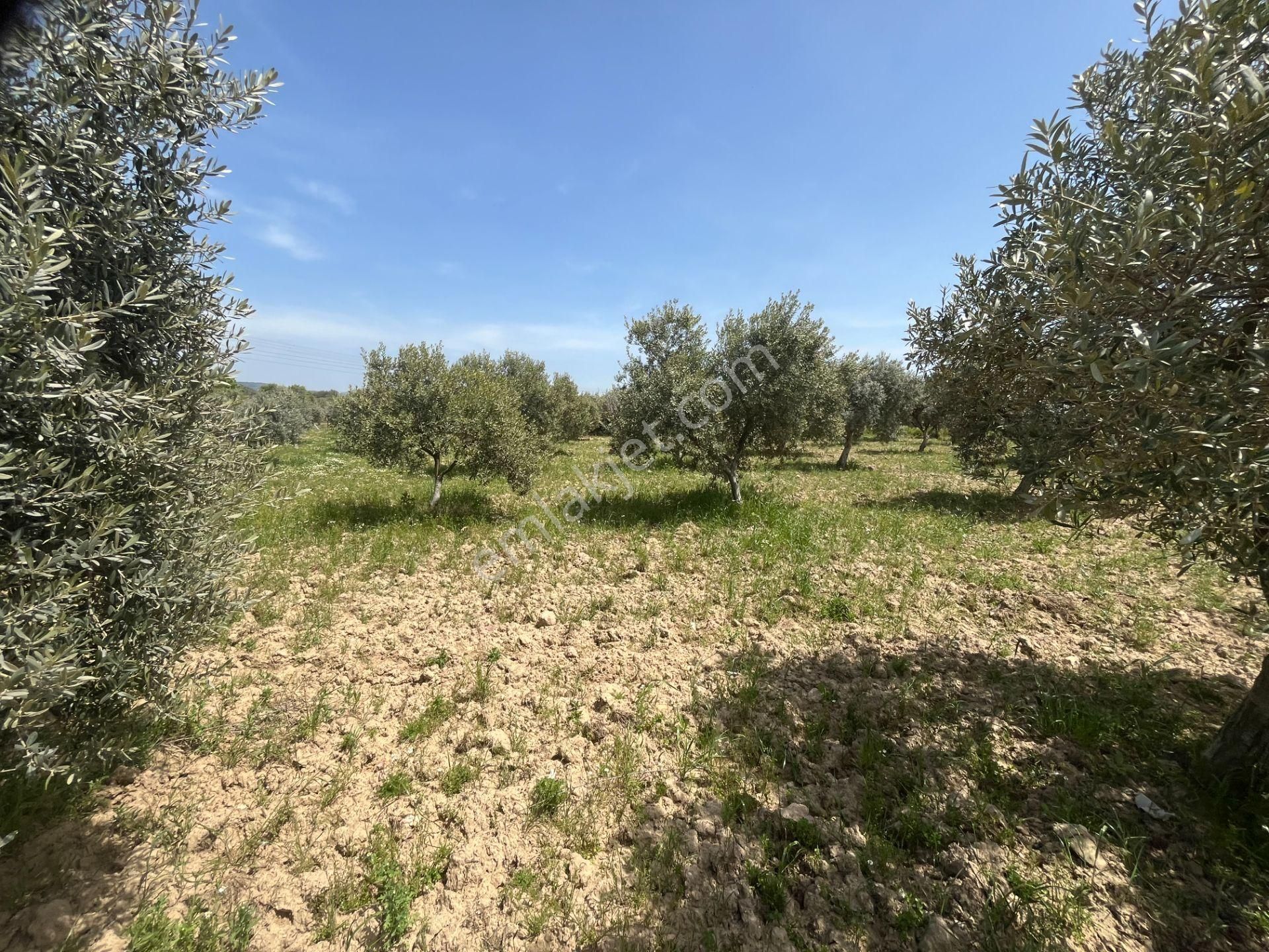 Torbalı Gazi Mustafa Kemal Mah.5840m2 Satılık Zeytinli Tarla - Görsel 33