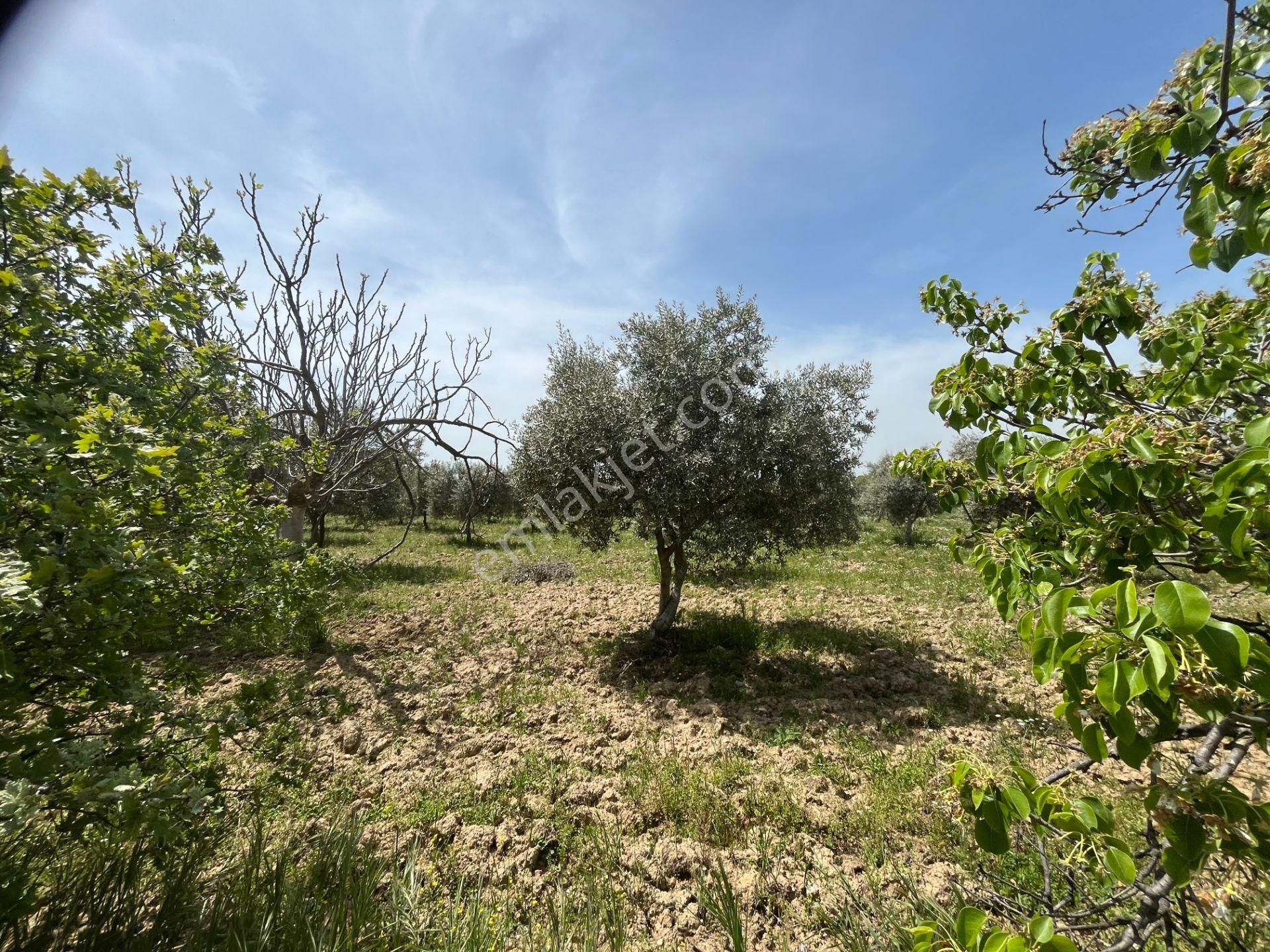 Torbalı Gazi Mustafa Kemal Mah.5840m2 Satılık Zeytinli Tarla - Görsel 9