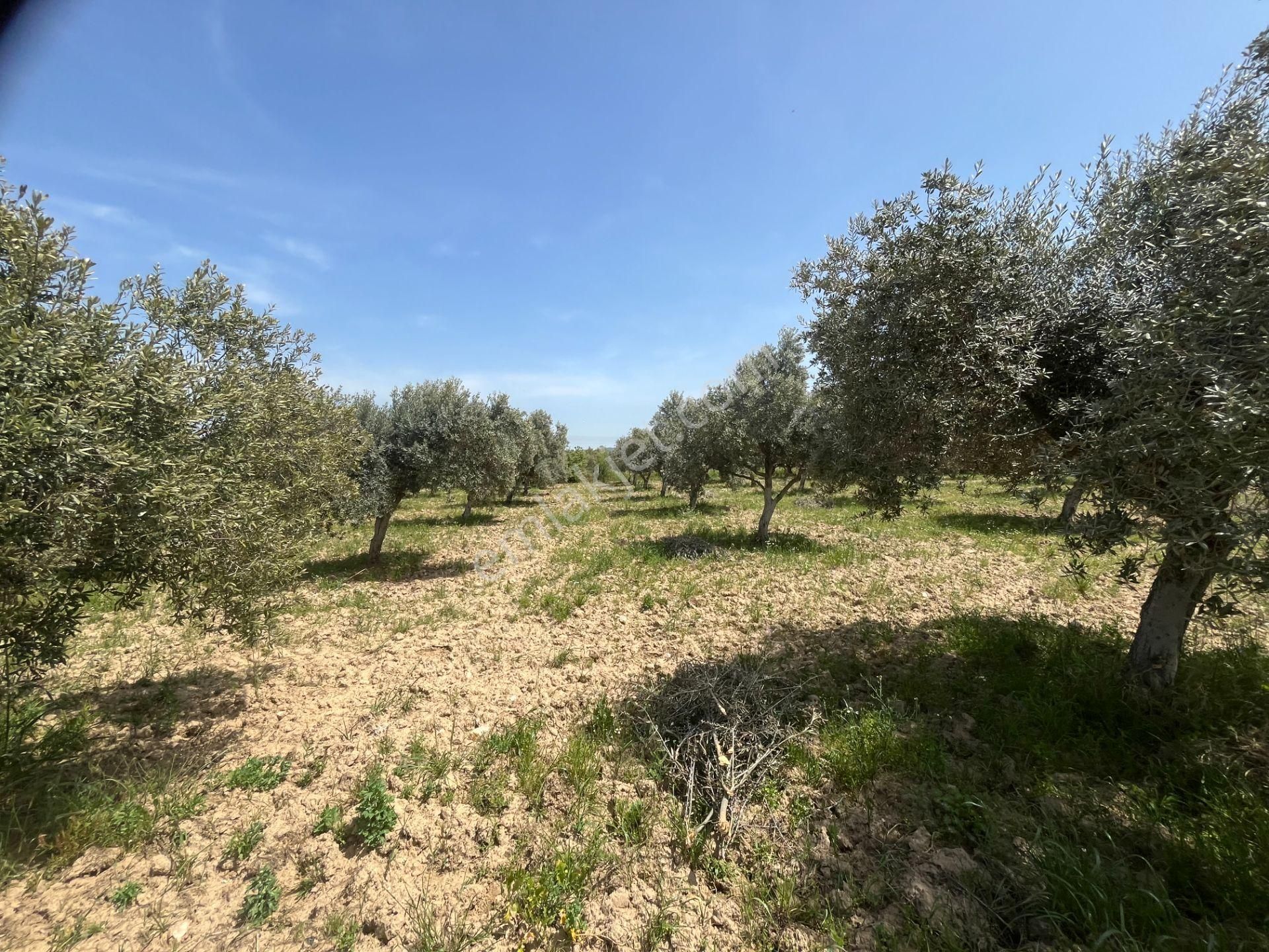 Torbalı Gazi Mustafa Kemal Mah.5840m2 Satılık Zeytinli Tarla - Görsel 31