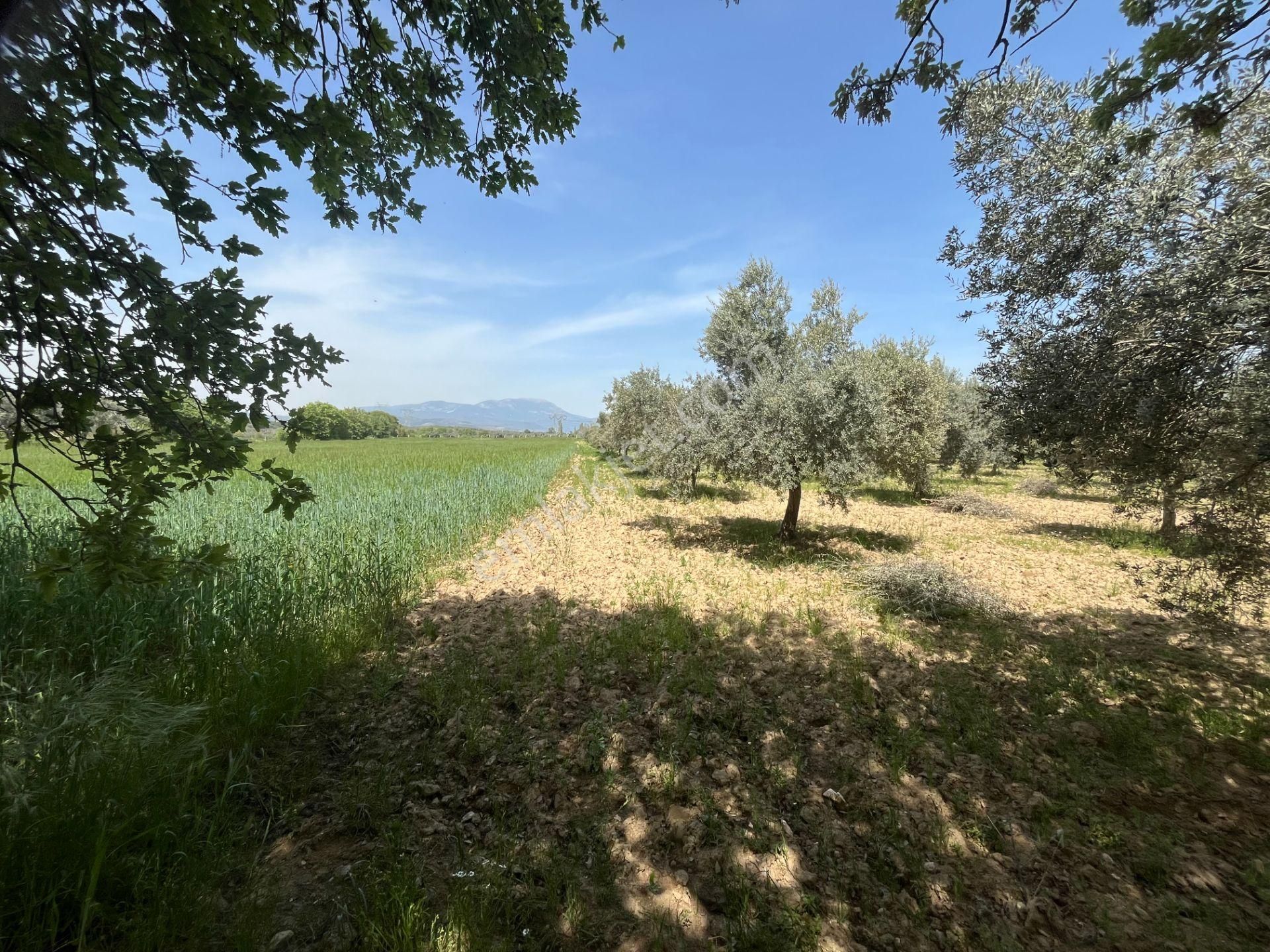 Torbalı Gazi Mustafa Kemal Mah.5840m2 Satılık Zeytinli Tarla - Görsel 25