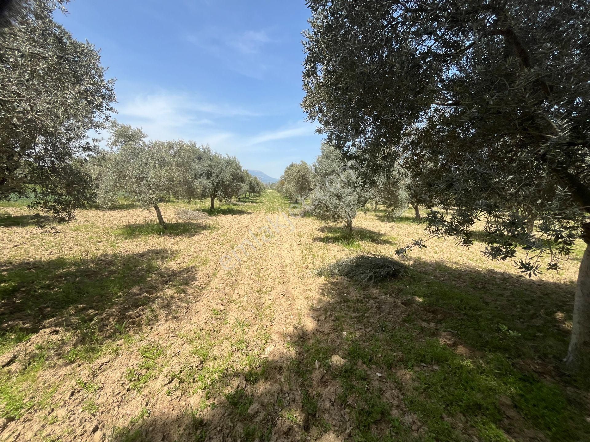 Torbalı Gazi Mustafa Kemal Mah.5840m2 Satılık Zeytinli Tarla - Görsel 20