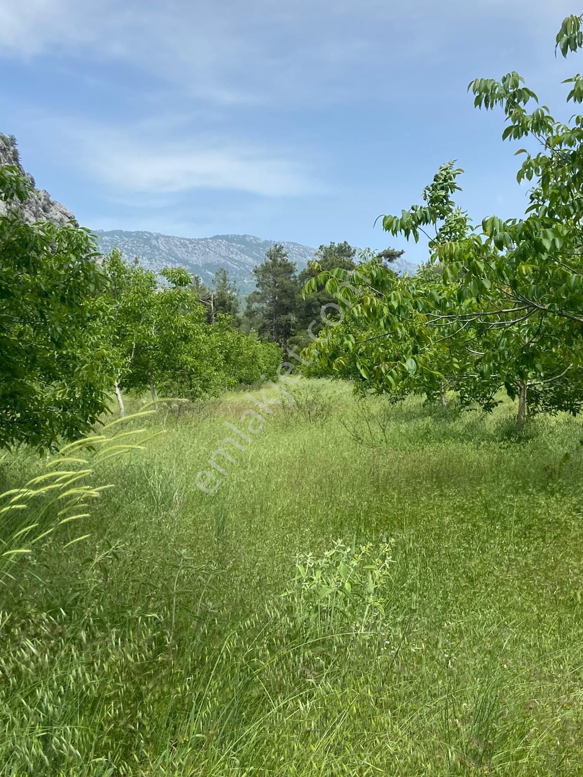 Akseki Taşlıca Ana Yola Yakın Fırsat Tek Tapu Bahçe Acil Satılık - Görsel 16