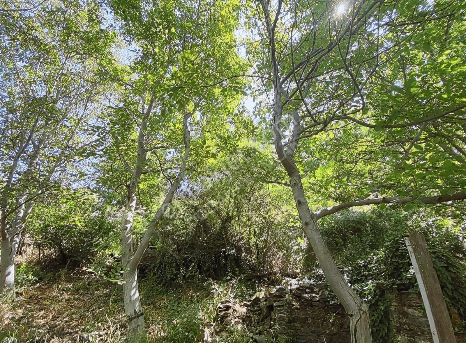 Doğanay Emlaktan İzmir Tire Kaplan Da Villa Yapımına Uygun Ev - Görsel 10