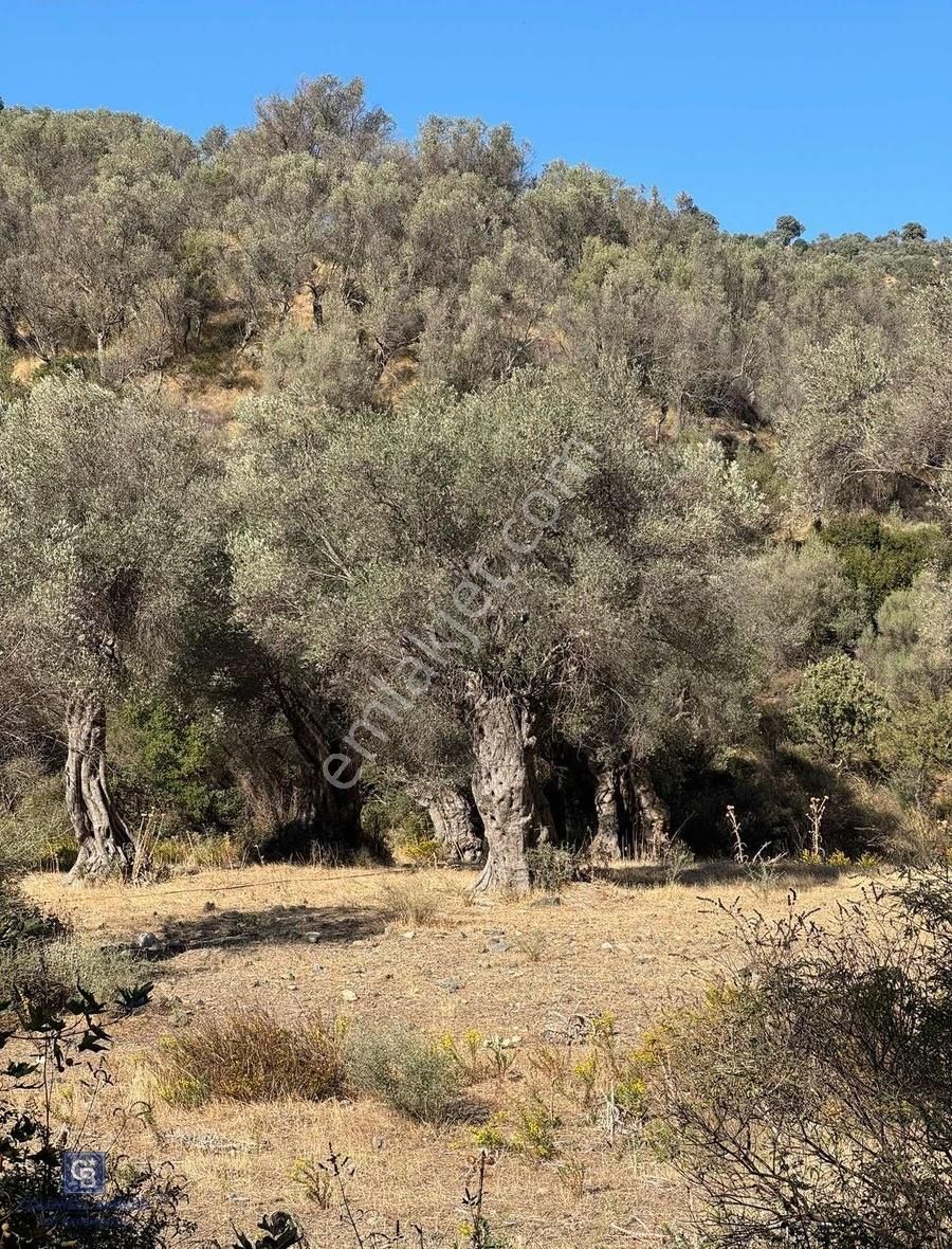 İzmir Güzelbahçe Çamlı'da Resmi Tapulu Satılık Arsa Plaja 9 Km