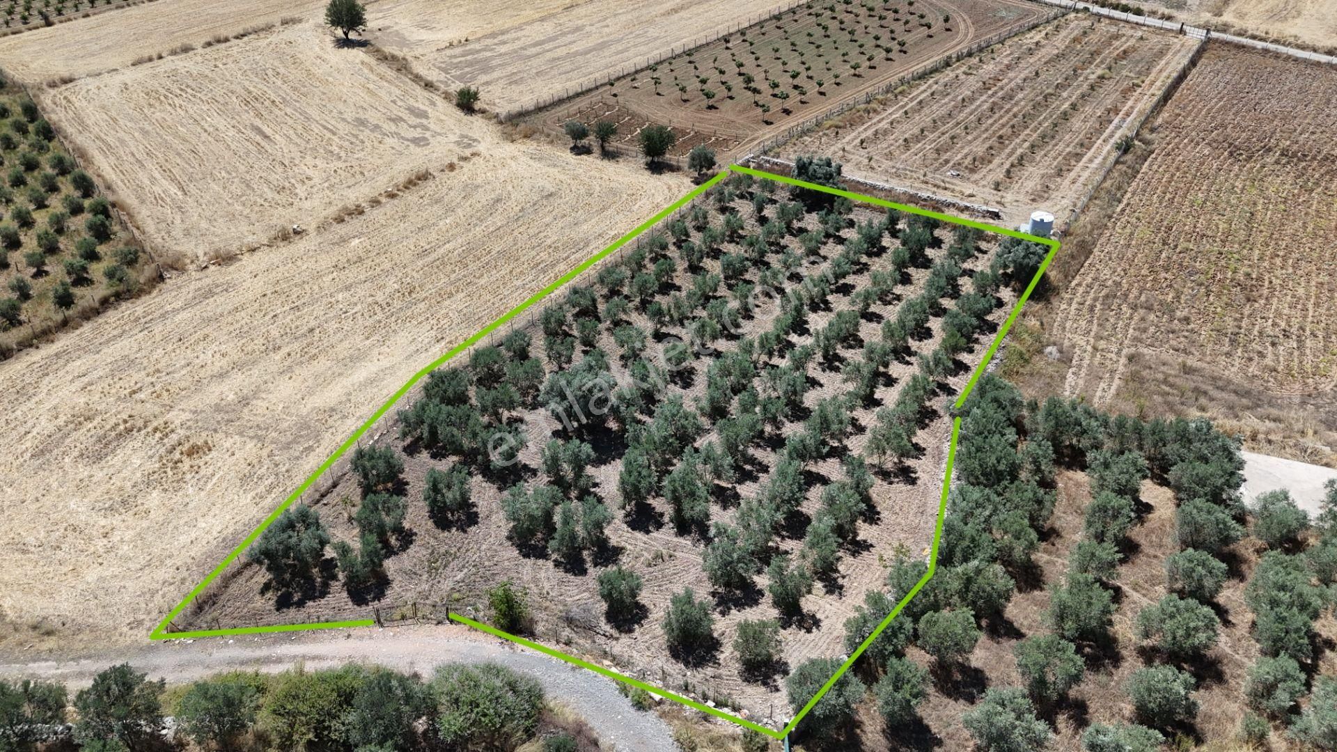 Gölovasında 3 Dönüm Gelişmiş Zeytin Ağaçlı Menderes İzmir - Görsel 20