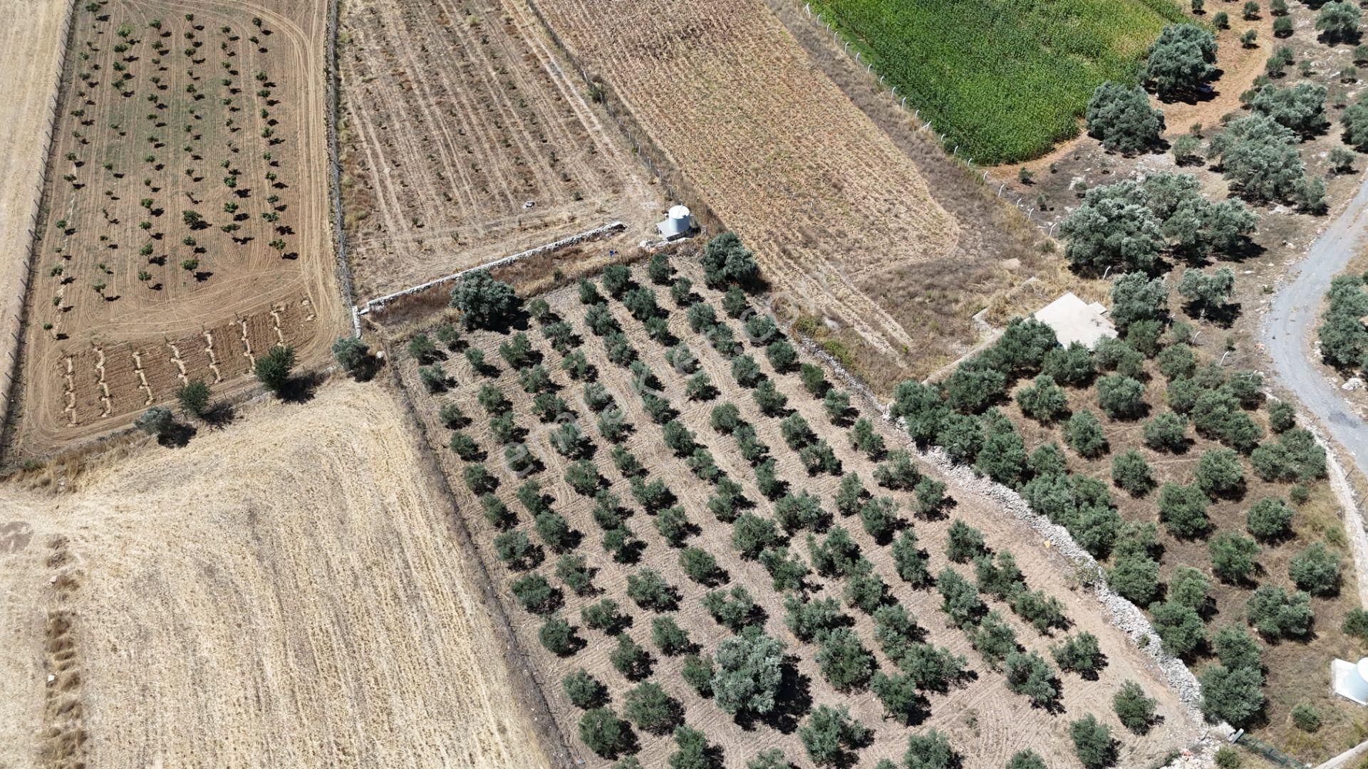 Gölovasında 3 Dönüm Gelişmiş Zeytin Ağaçlı Menderes İzmir - Görsel 33