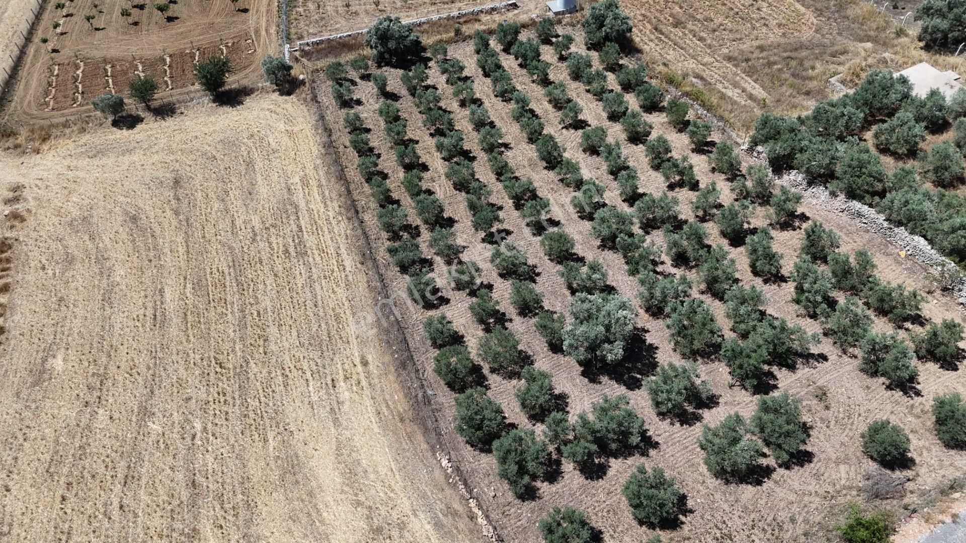 Gölovasında 3 Dönüm Gelişmiş Zeytin Ağaçlı Menderes İzmir - Görsel 31