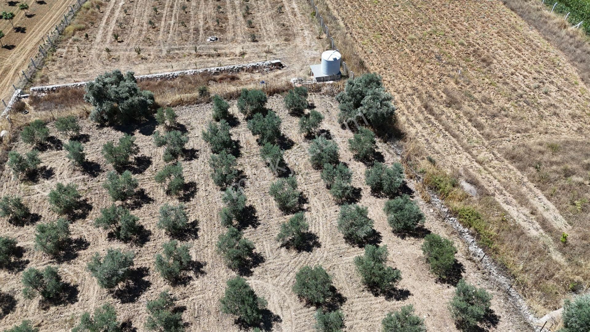 Gölovasında 3 Dönüm Gelişmiş Zeytin Ağaçlı Menderes İzmir - Görsel 24