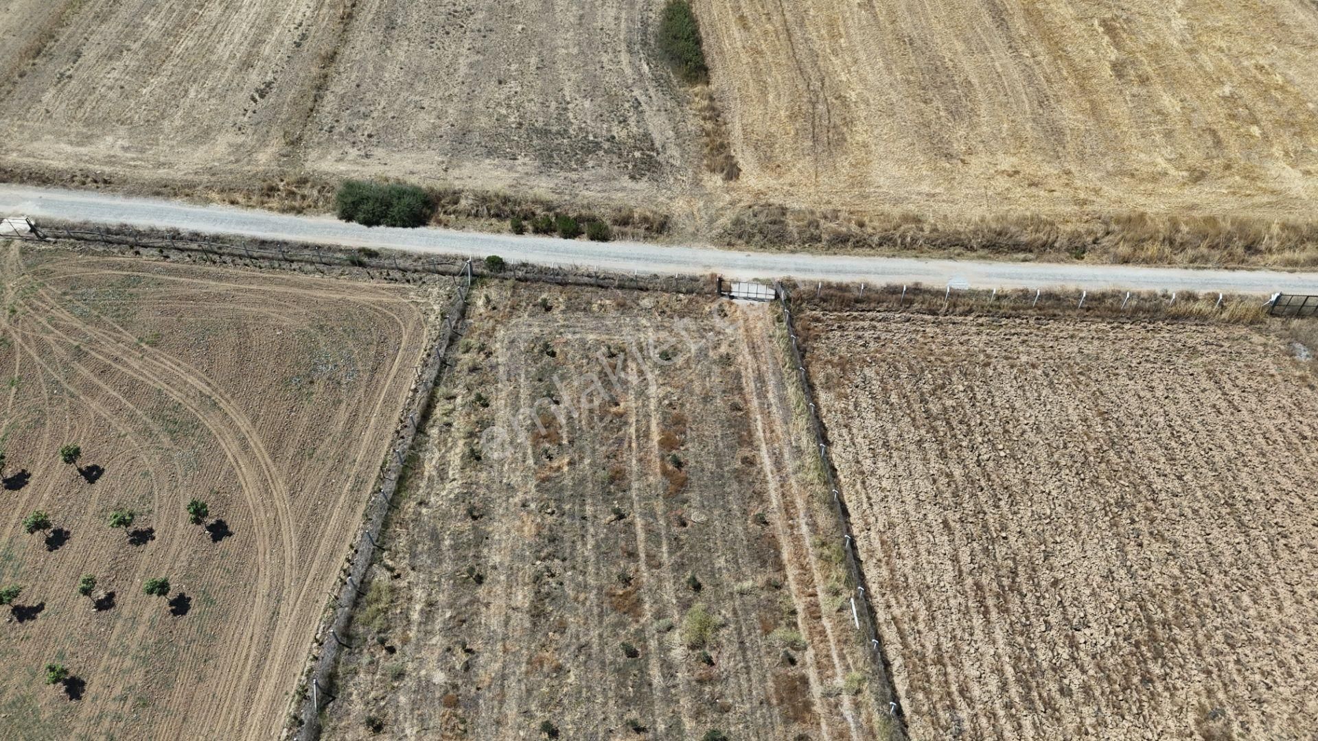 Gölovasında 3 Dönüm Gelişmiş Zeytin Ağaçlı Menderes İzmir - Görsel 35