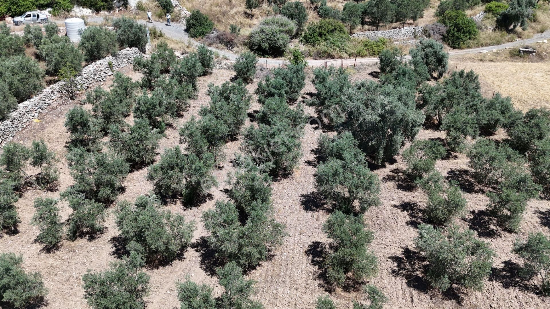 Gölovasında 3 Dönüm Gelişmiş Zeytin Ağaçlı Menderes İzmir - Görsel 12