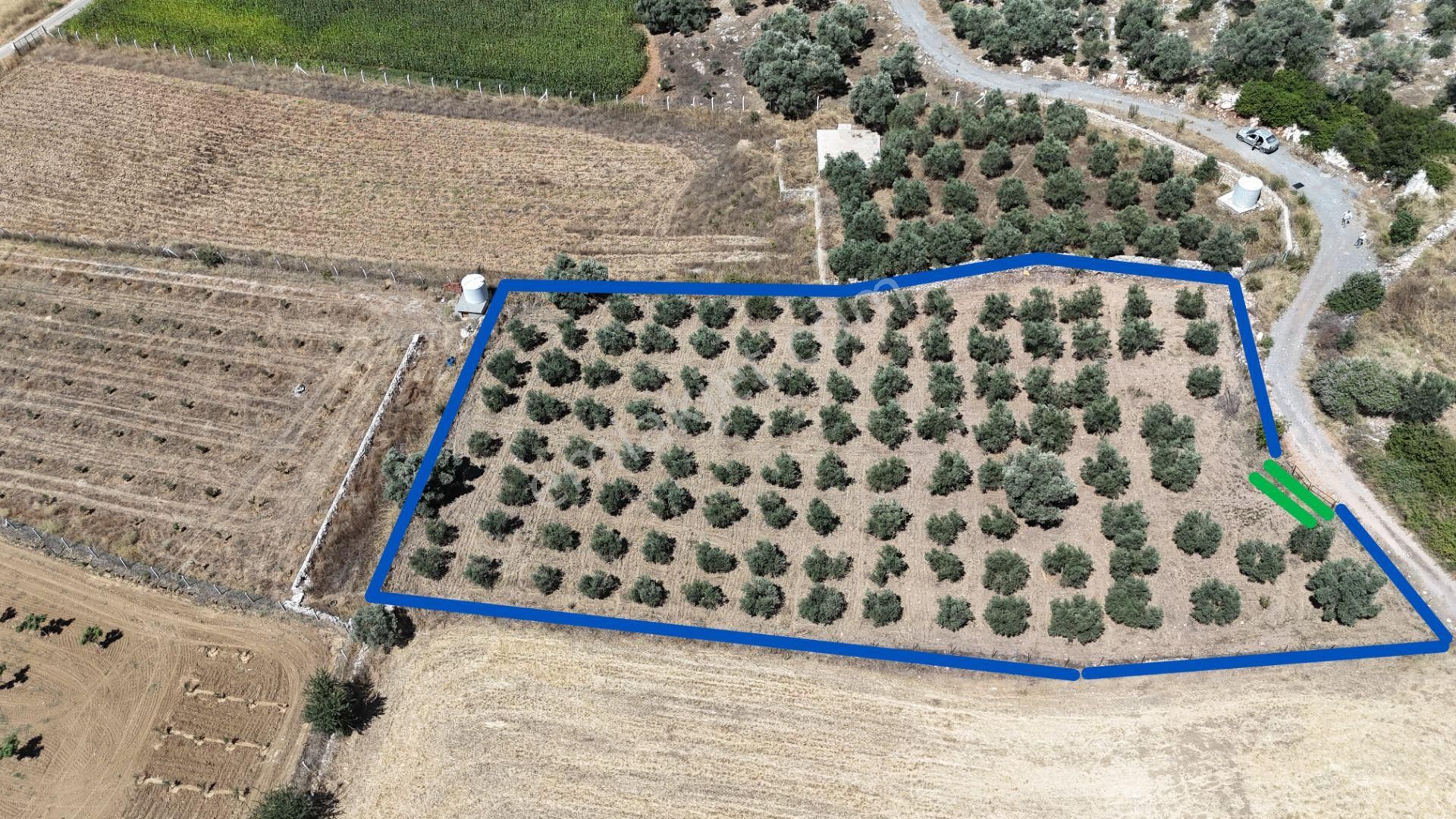 Gölovasında 3 Dönüm Gelişmiş Zeytin Ağaçlı Menderes İzmir - Görsel 18