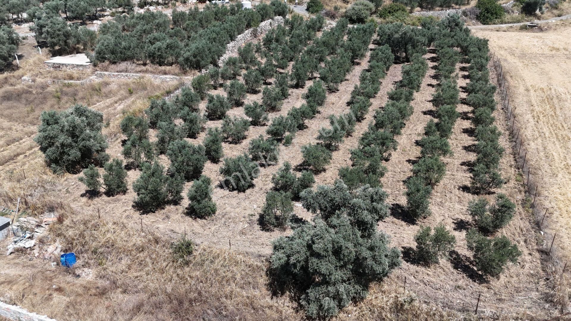 Gölovasında 3 Dönüm Gelişmiş Zeytin Ağaçlı Menderes İzmir - Görsel 10