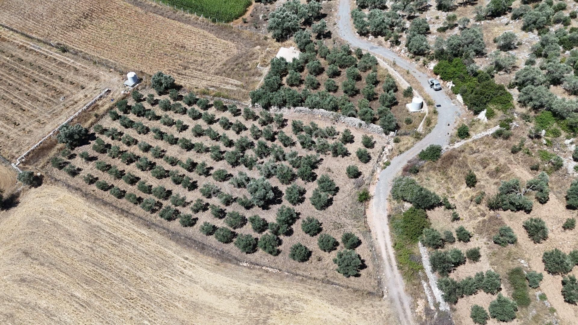 Gölovasında 3 Dönüm Gelişmiş Zeytin Ağaçlı Menderes İzmir