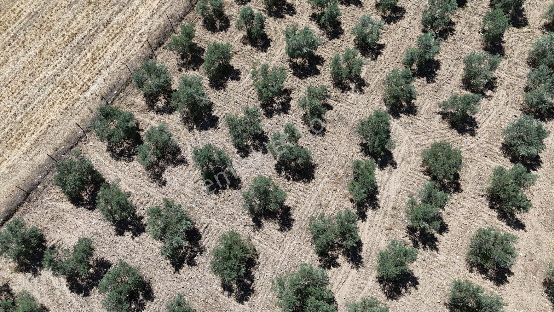 Gölovasında 3 Dönüm Gelişmiş Zeytin Ağaçlı Menderes İzmir - Görsel 28