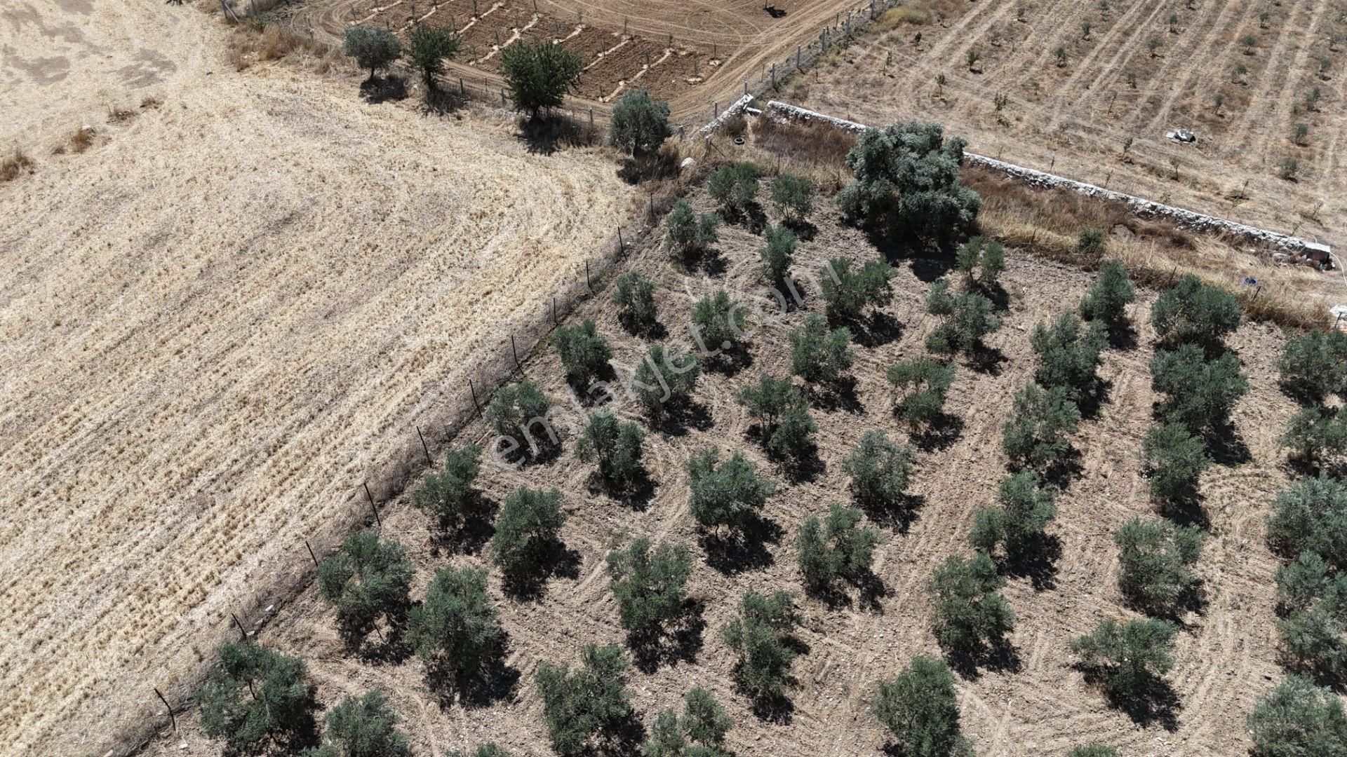 Gölovasında 3 Dönüm Gelişmiş Zeytin Ağaçlı Menderes İzmir - Görsel 17