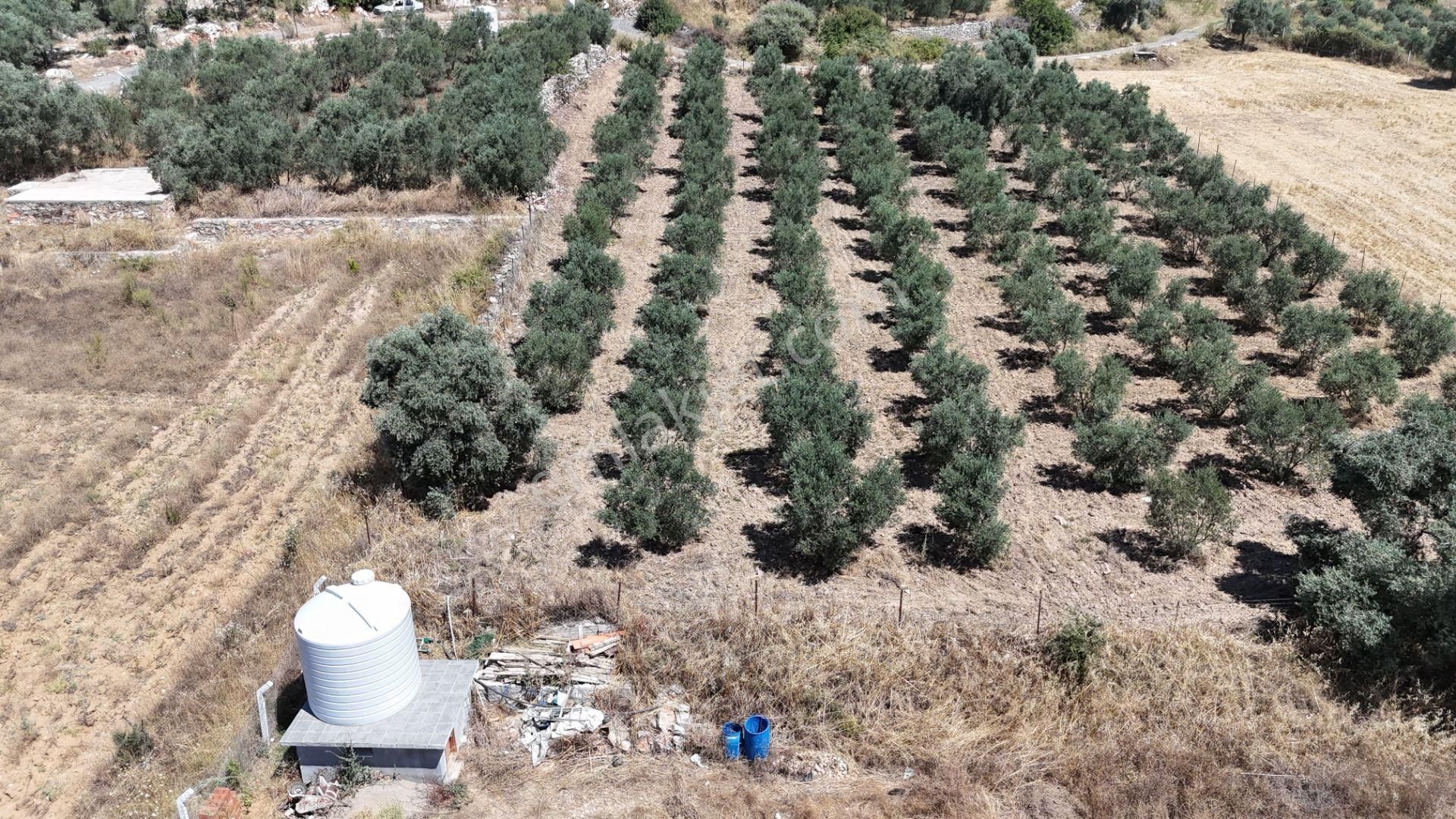 Gölovasında 3 Dönüm Gelişmiş Zeytin Ağaçlı Menderes İzmir - Görsel 3