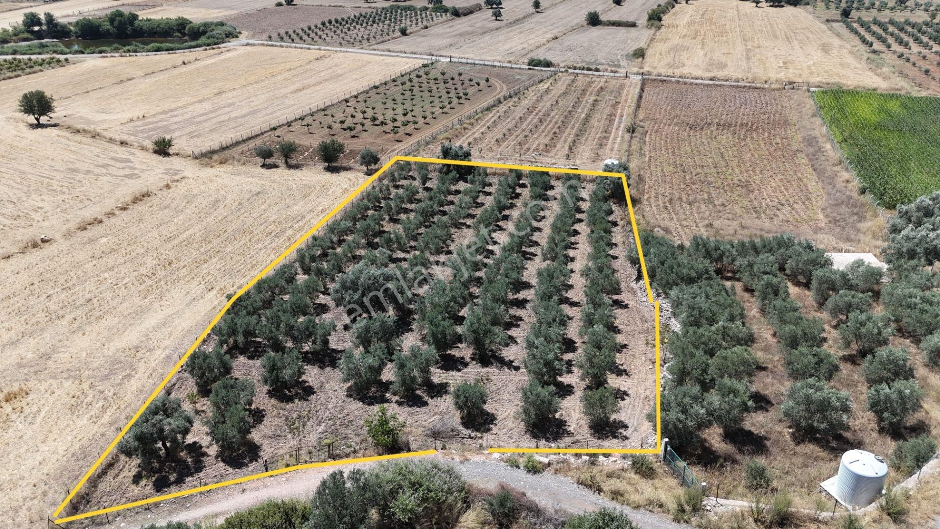 Gölovasında 3 Dönüm Gelişmiş Zeytin Ağaçlı Menderes İzmir - Görsel 2