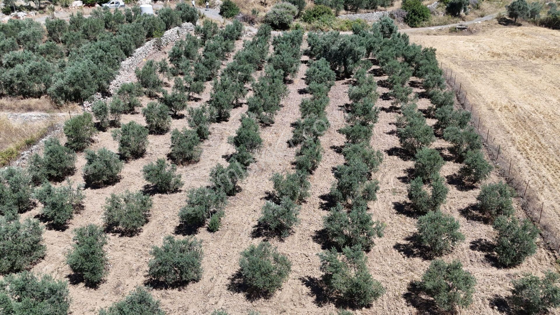 Gölovasında 3 Dönüm Gelişmiş Zeytin Ağaçlı Menderes İzmir - Görsel 7