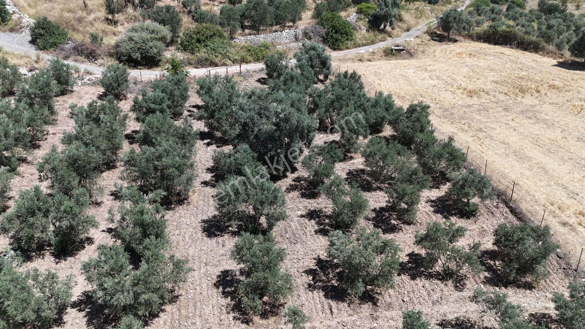 Gölovasında 3 Dönüm Gelişmiş Zeytin Ağaçlı Menderes İzmir - Görsel 21