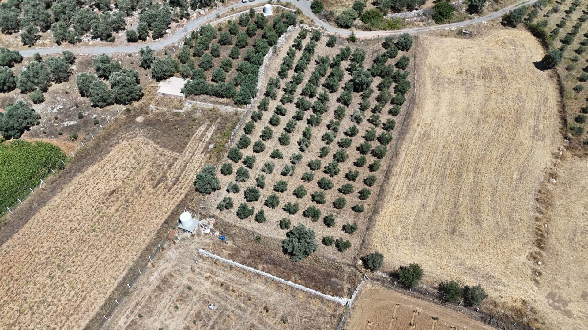 Gölovasında 3 Dönüm Gelişmiş Zeytin Ağaçlı Menderes İzmir - Görsel 29