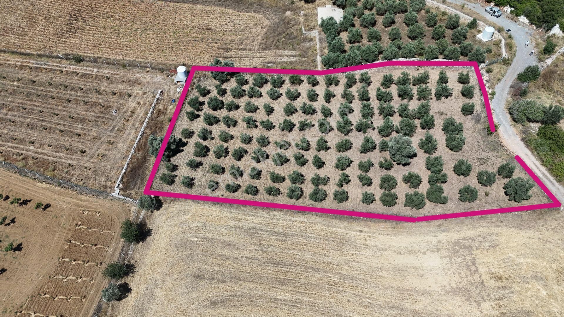 Gölovasında 3 Dönüm Gelişmiş Zeytin Ağaçlı Menderes İzmir - Görsel 8