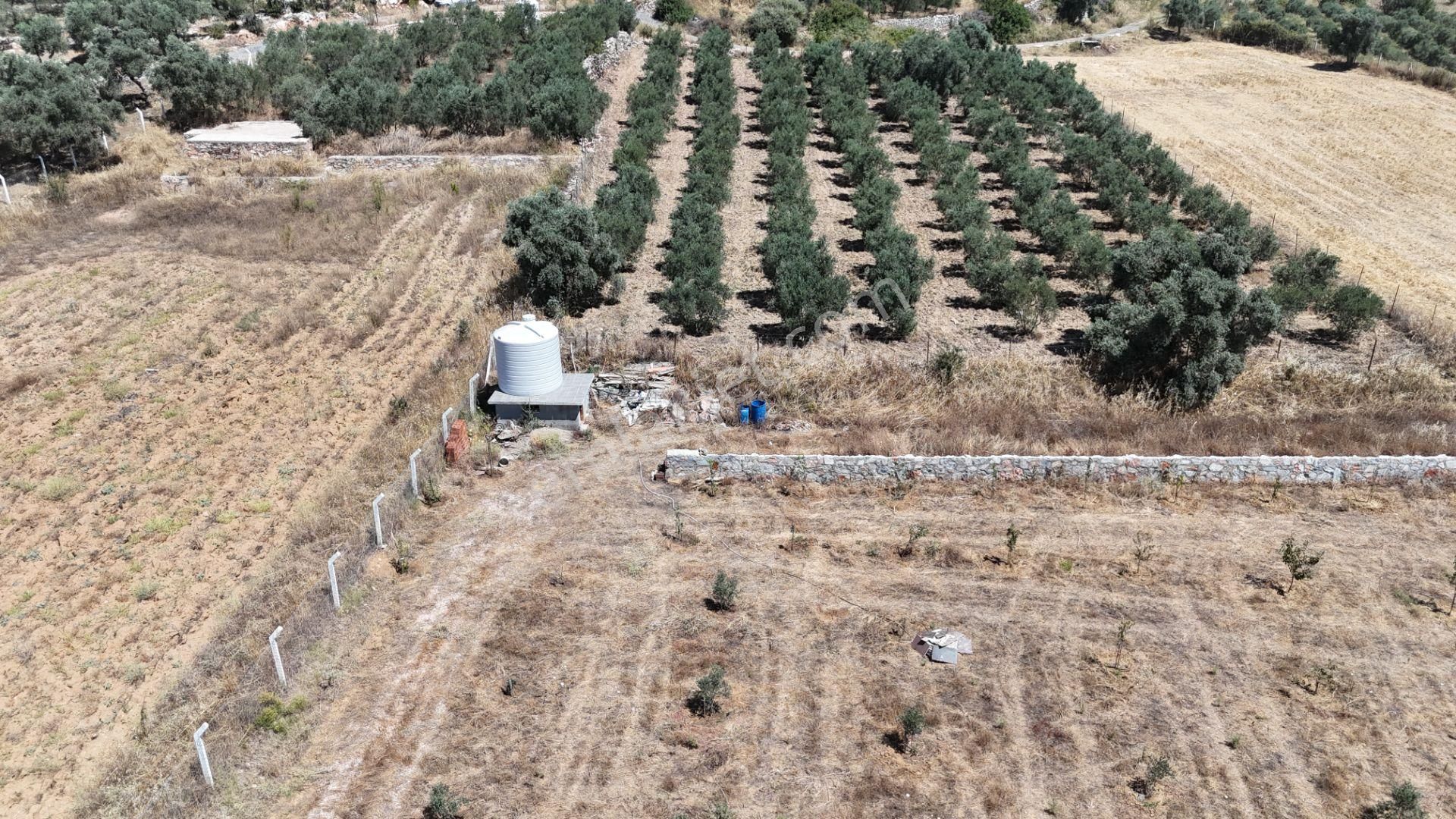 Gölovasında 3 Dönüm Gelişmiş Zeytin Ağaçlı Menderes İzmir - Görsel 14