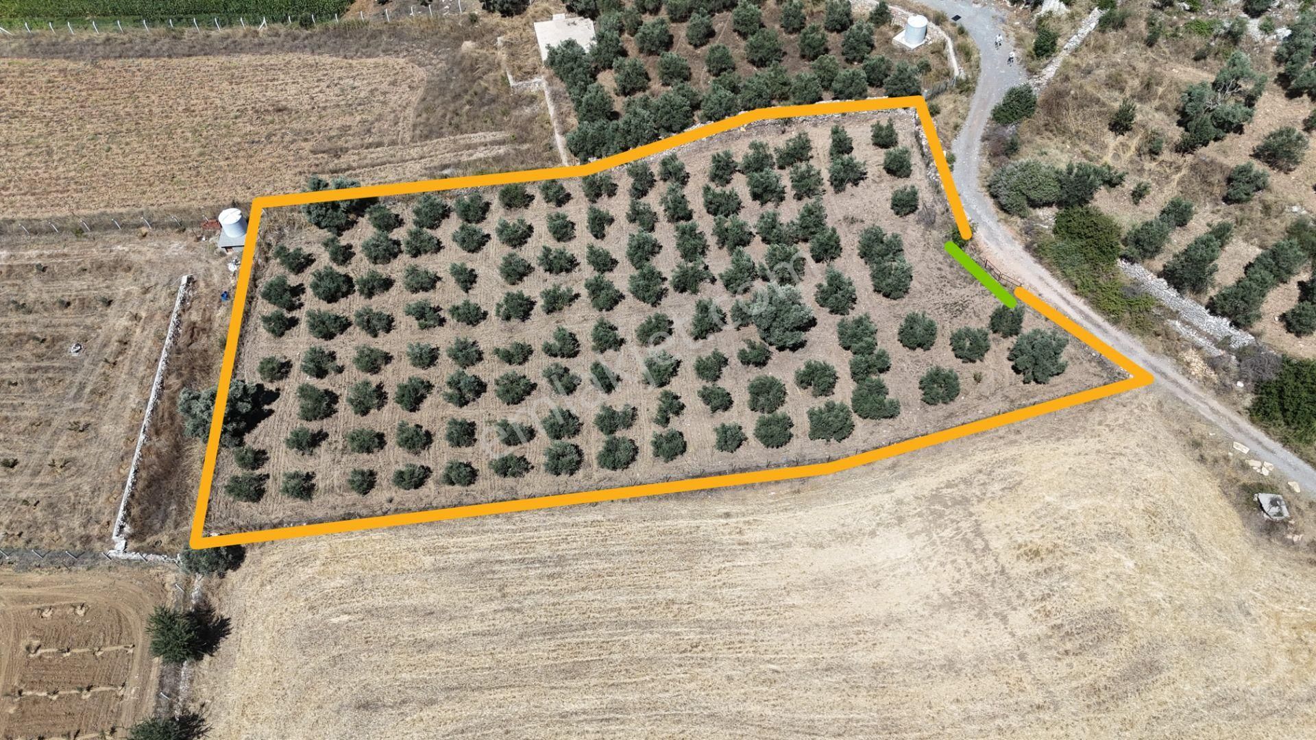 Gölovasında 3 Dönüm Gelişmiş Zeytin Ağaçlı Menderes İzmir - Görsel 22