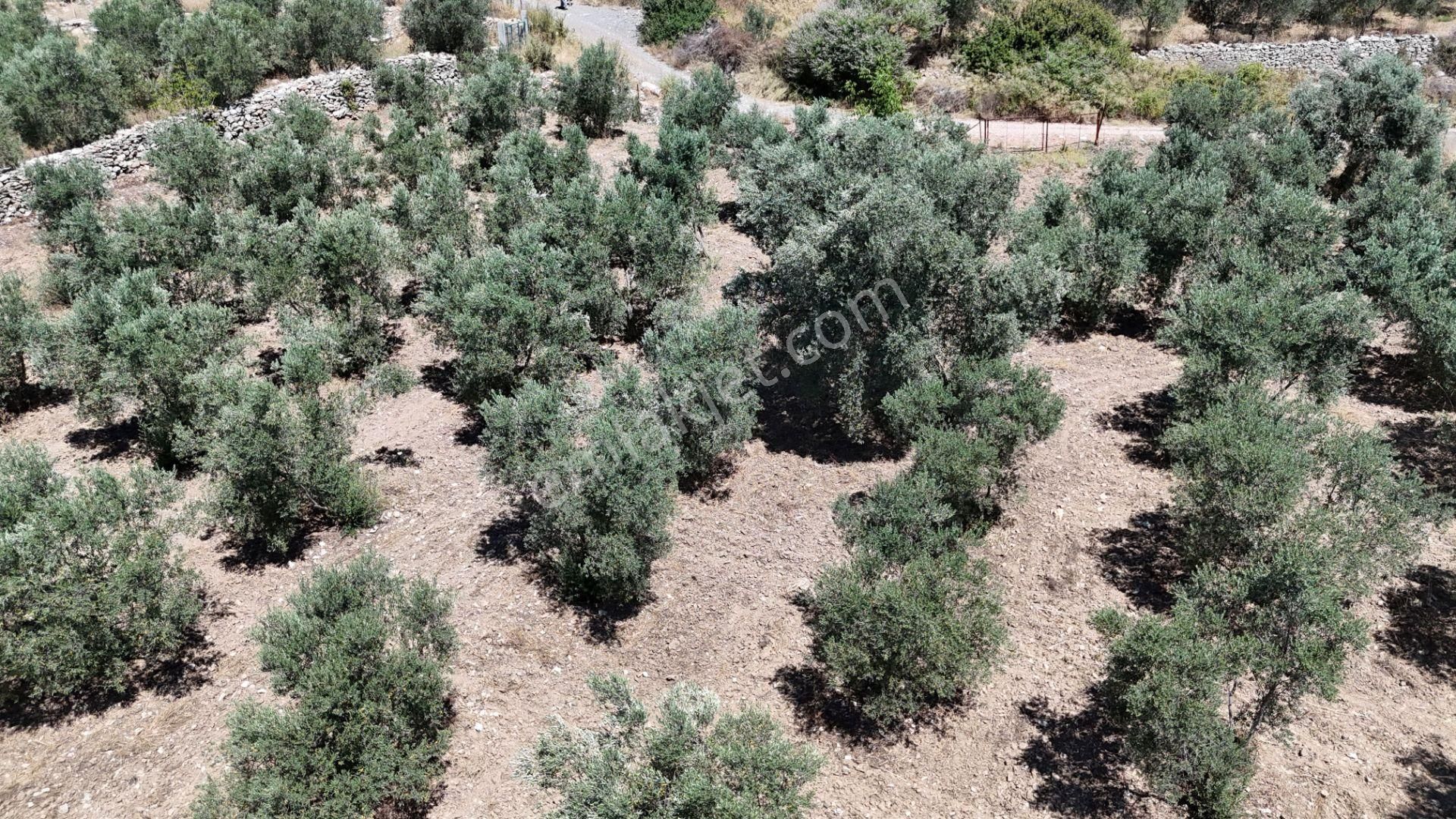 Gölovasında 3 Dönüm Gelişmiş Zeytin Ağaçlı Menderes İzmir - Görsel 19