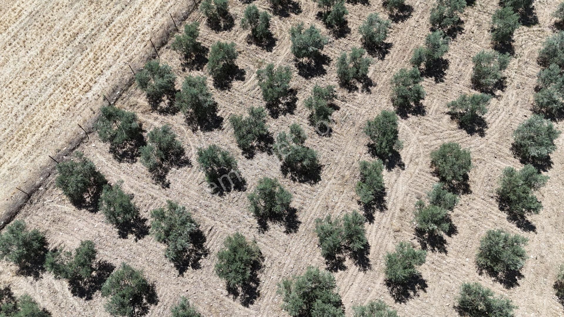 Gölovasında 3 Dönüm Gelişmiş Zeytin Ağaçlı Menderes İzmir - Görsel 4