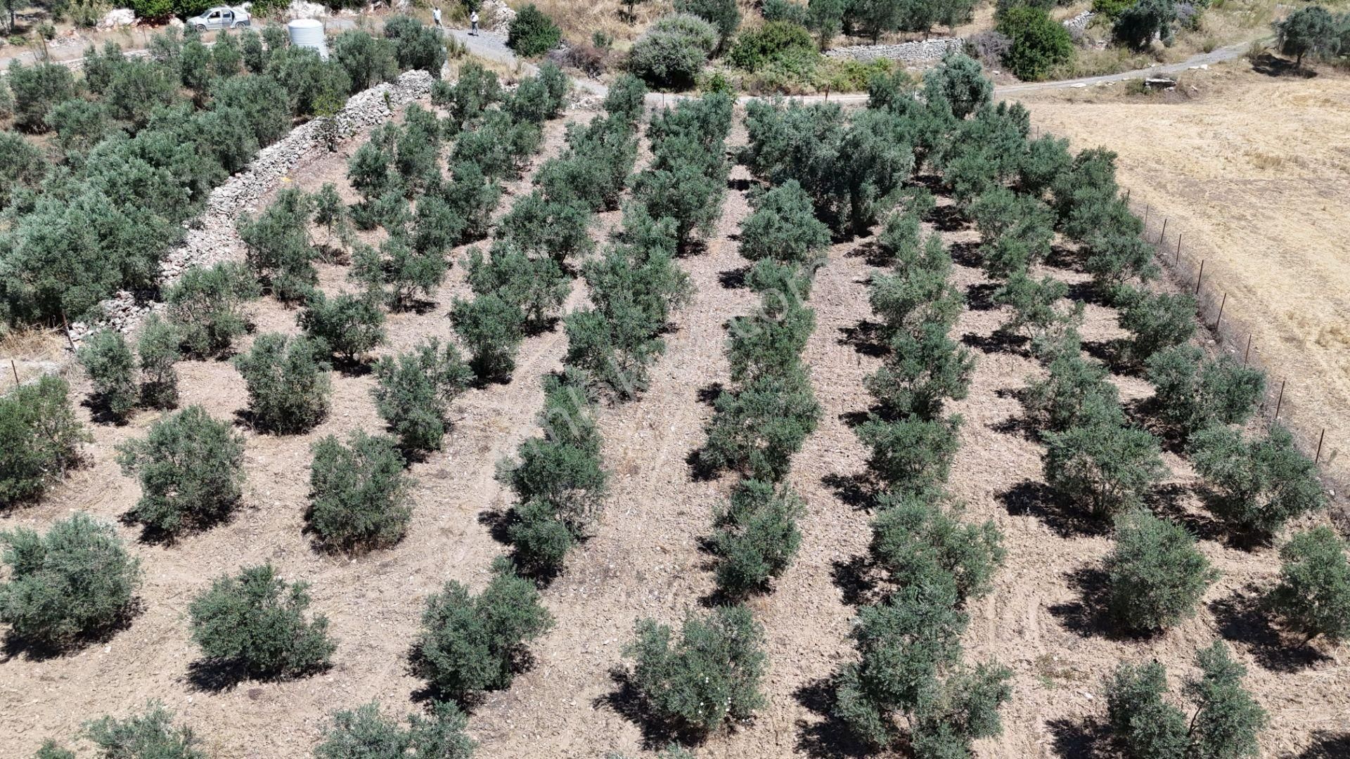 Gölovasında 3 Dönüm Gelişmiş Zeytin Ağaçlı Menderes İzmir - Görsel 23