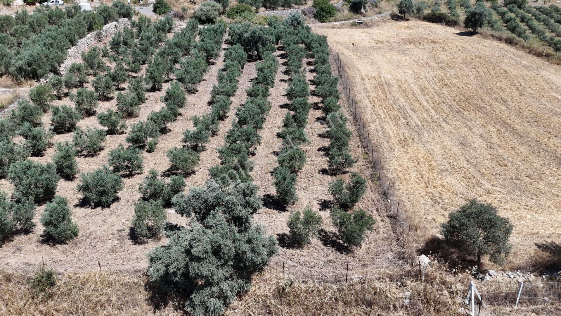 Gölovasında 3 Dönüm Gelişmiş Zeytin Ağaçlı Menderes İzmir - Görsel 25