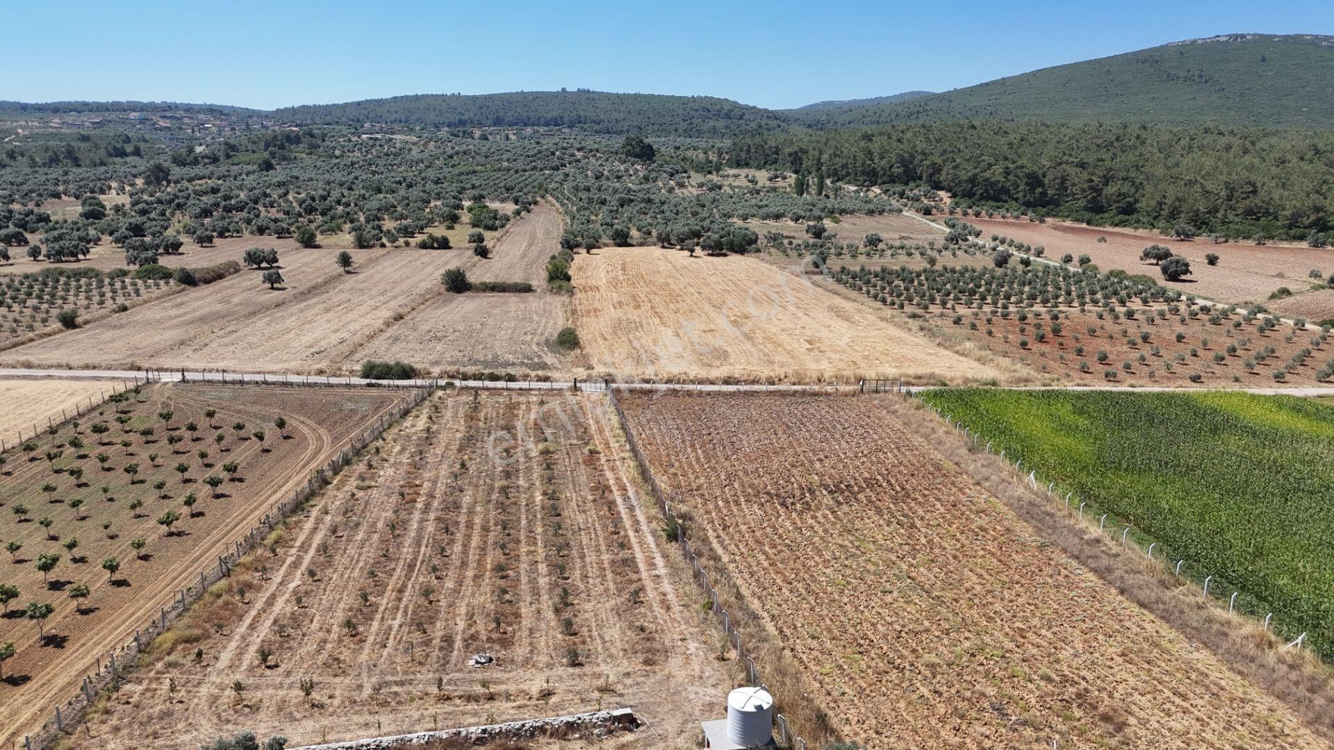 Gölovasında 3 Dönüm Gelişmiş Zeytin Ağaçlı Menderes İzmir - Görsel 26