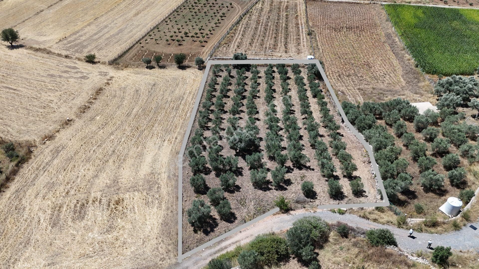 Gölovasında 3 Dönüm Gelişmiş Zeytin Ağaçlı Menderes İzmir - Görsel 15