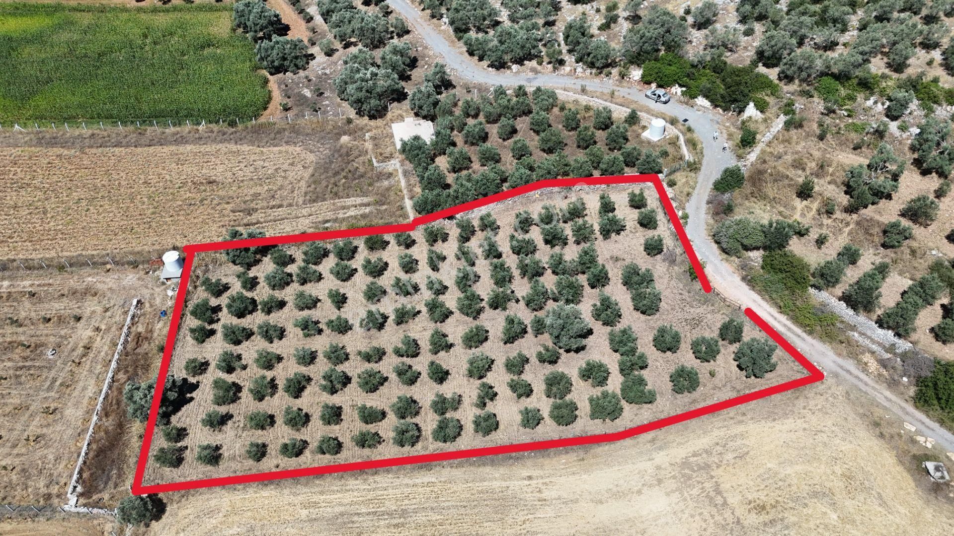 Gölovasında 3 Dönüm Gelişmiş Zeytin Ağaçlı Menderes İzmir - Görsel 13