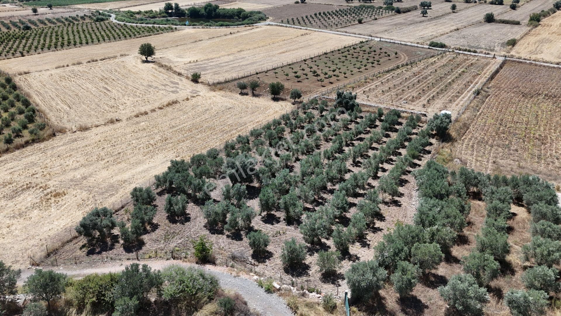 Gölovasında 3 Dönüm Gelişmiş Zeytin Ağaçlı Menderes İzmir - Görsel 27