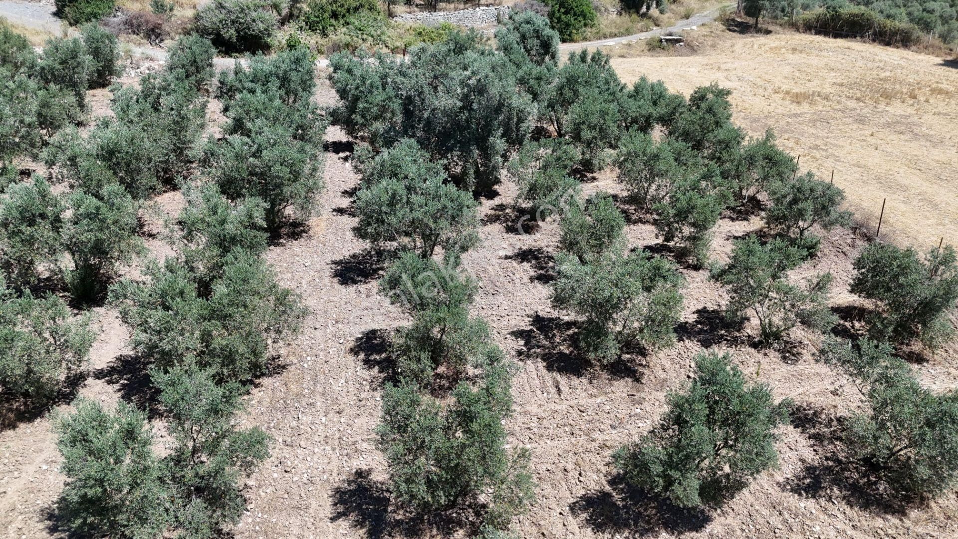 Gölovasında 3 Dönüm Gelişmiş Zeytin Ağaçlı Menderes İzmir - Görsel 30