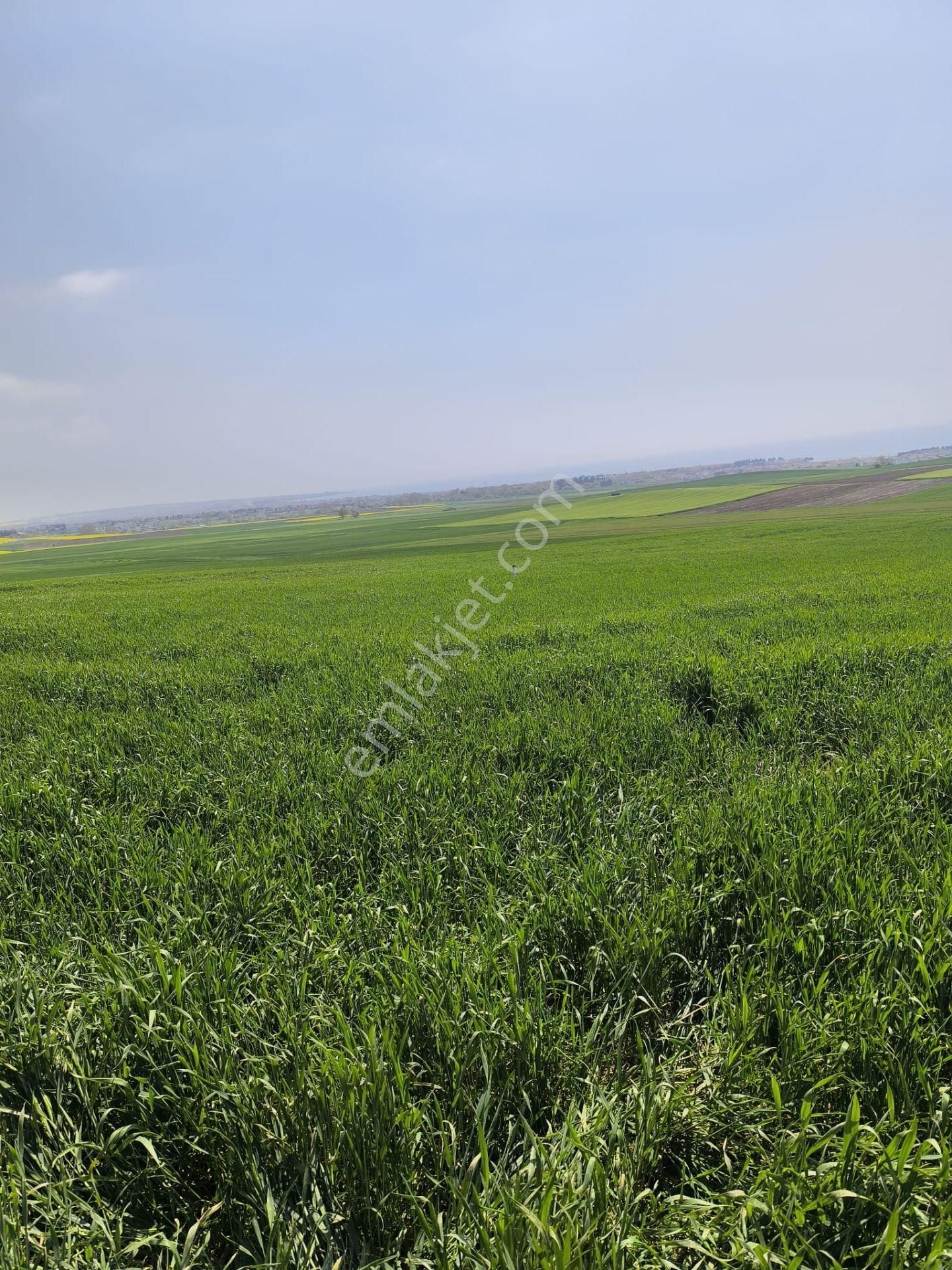 Tekirdağ Marmaraereğlisi Çeşmelide 274/25 Hisseli Yerleşime Yakın Yerimiz
