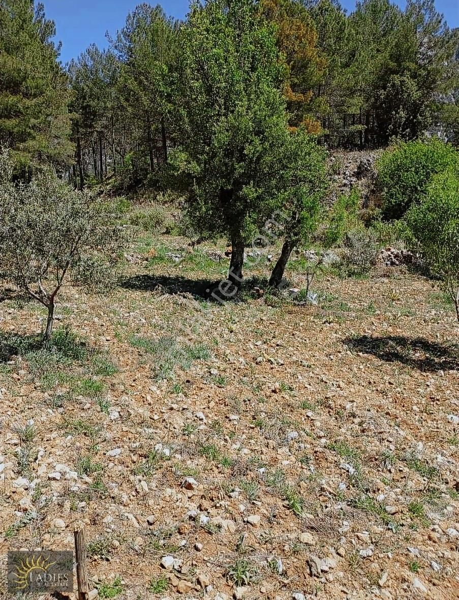 Dalaman Elcik De Köy İçine 500 Metre Mesafede Satılık Tarla