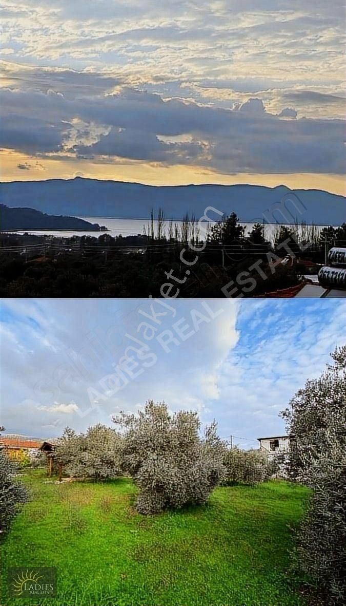 Köyceğiz Zeytinalaninda Göl Manzaralı Tarla