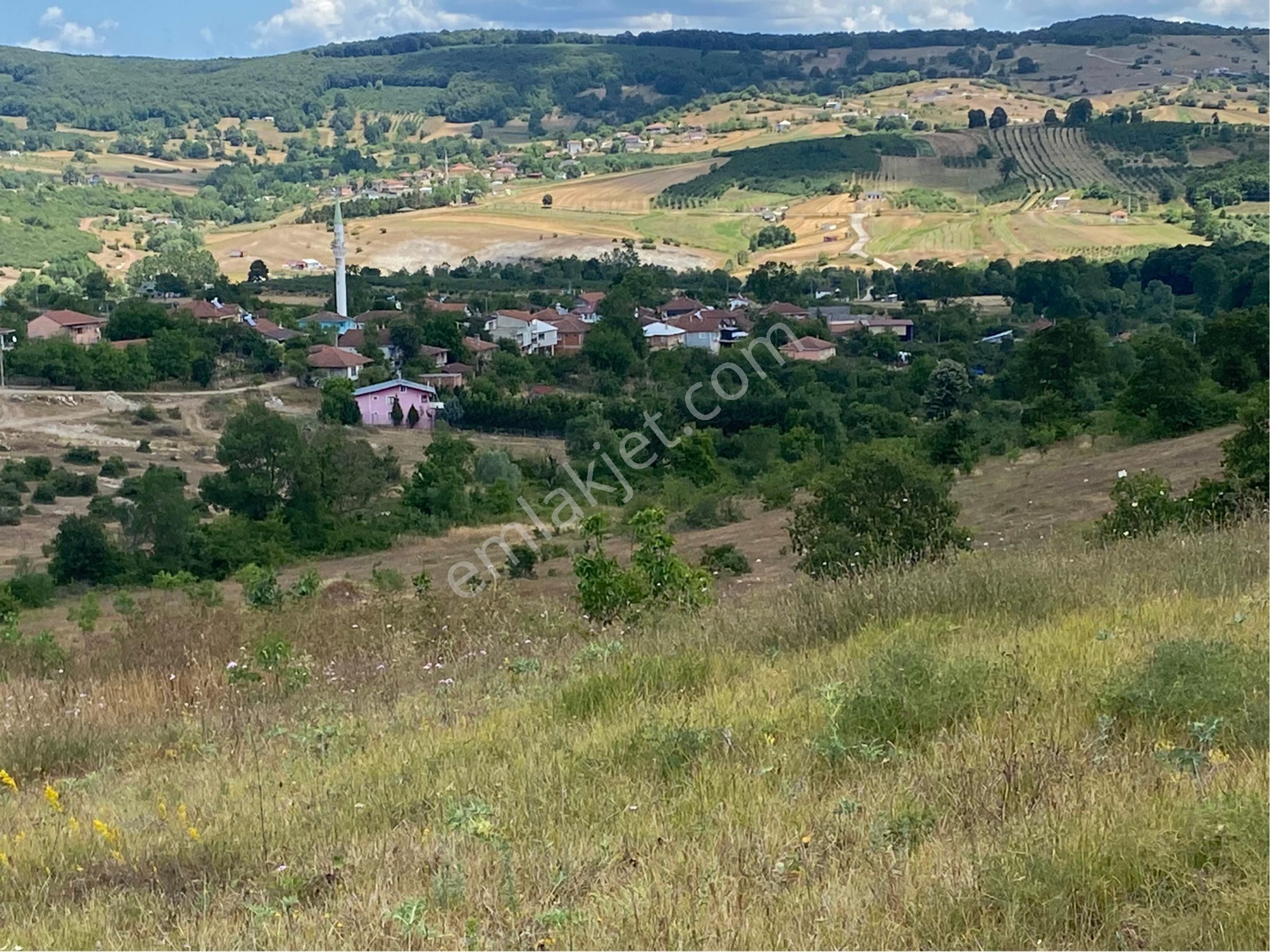 Kandıra Kubuzcu Köyün De Ceviz Bahçesi - Görsel 4