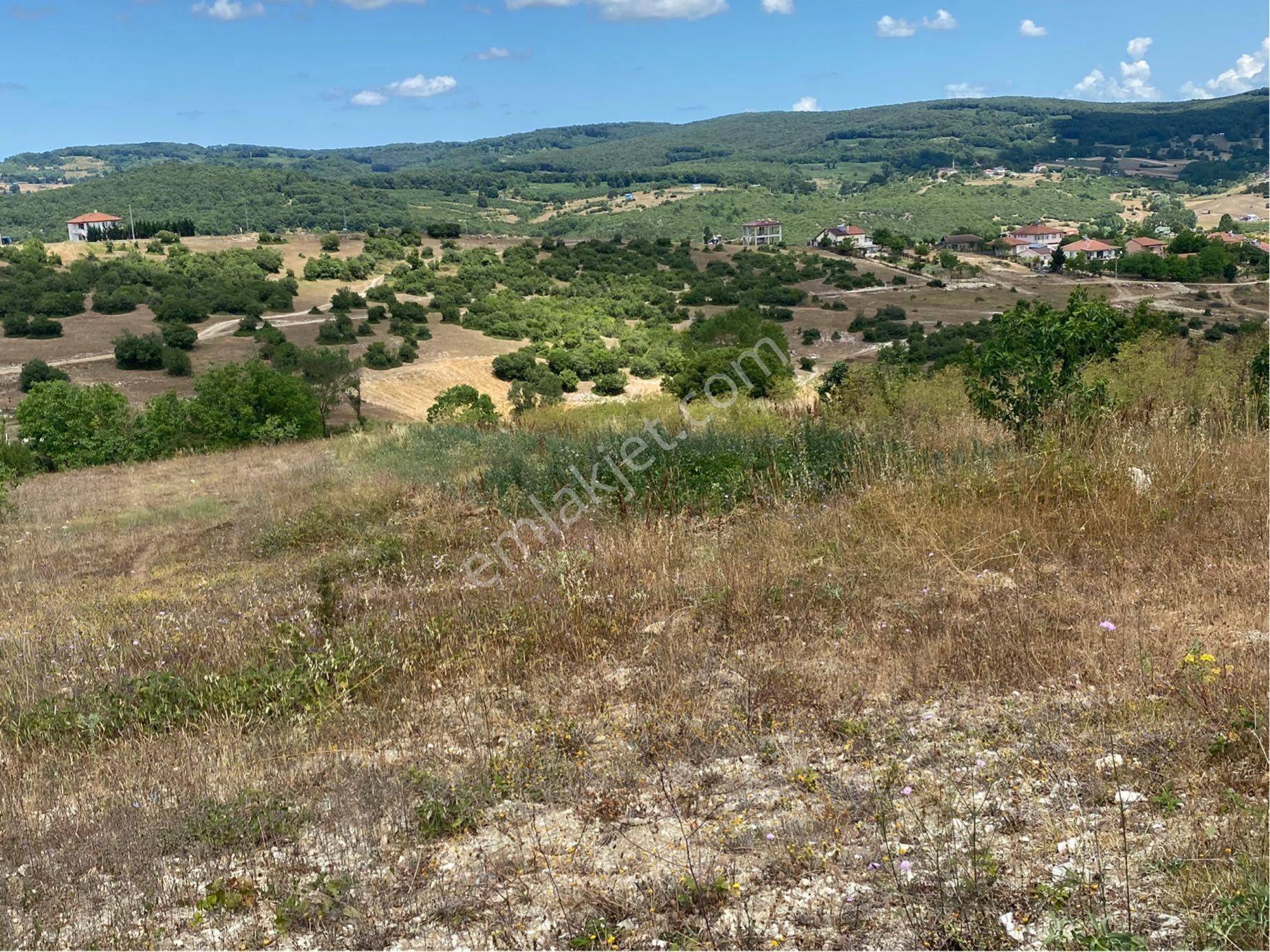 Kandıra Kubuzcu Köyün De Ceviz Bahçesi - Görsel 13