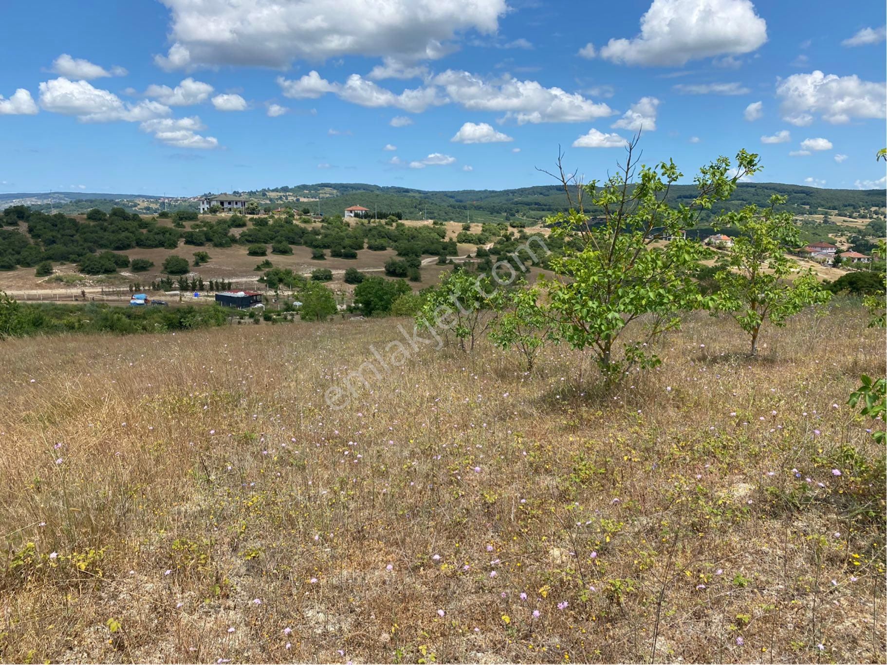 Kandıra Kubuzcu Köyün De Ceviz Bahçesi - Görsel 2