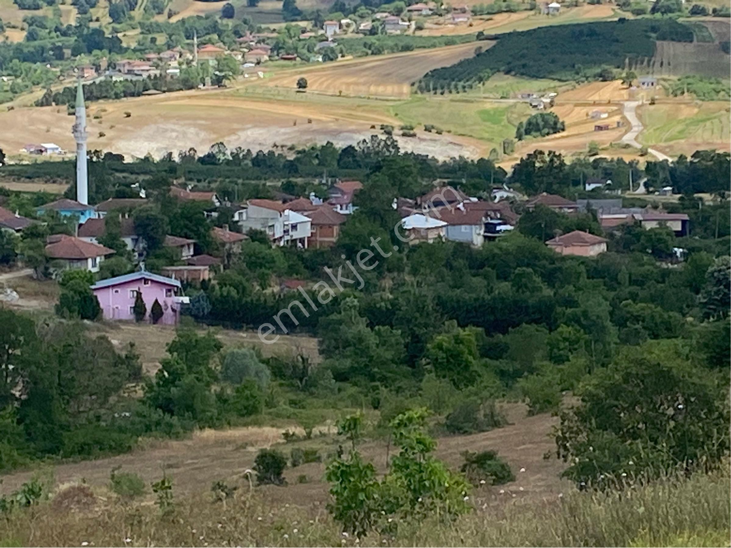 Kandıra Kubuzcu Köyün De Ceviz Bahçesi