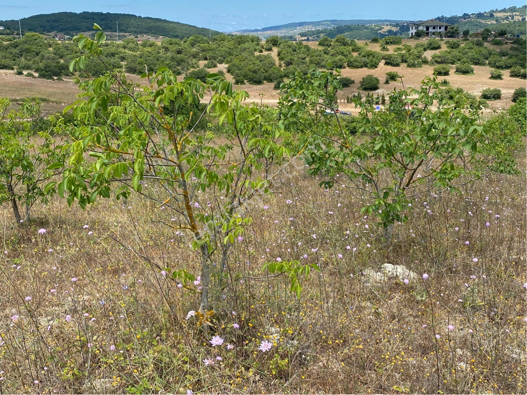 Kandıra Kubuzcu Köyün De Ceviz Bahçesi - Görsel 10