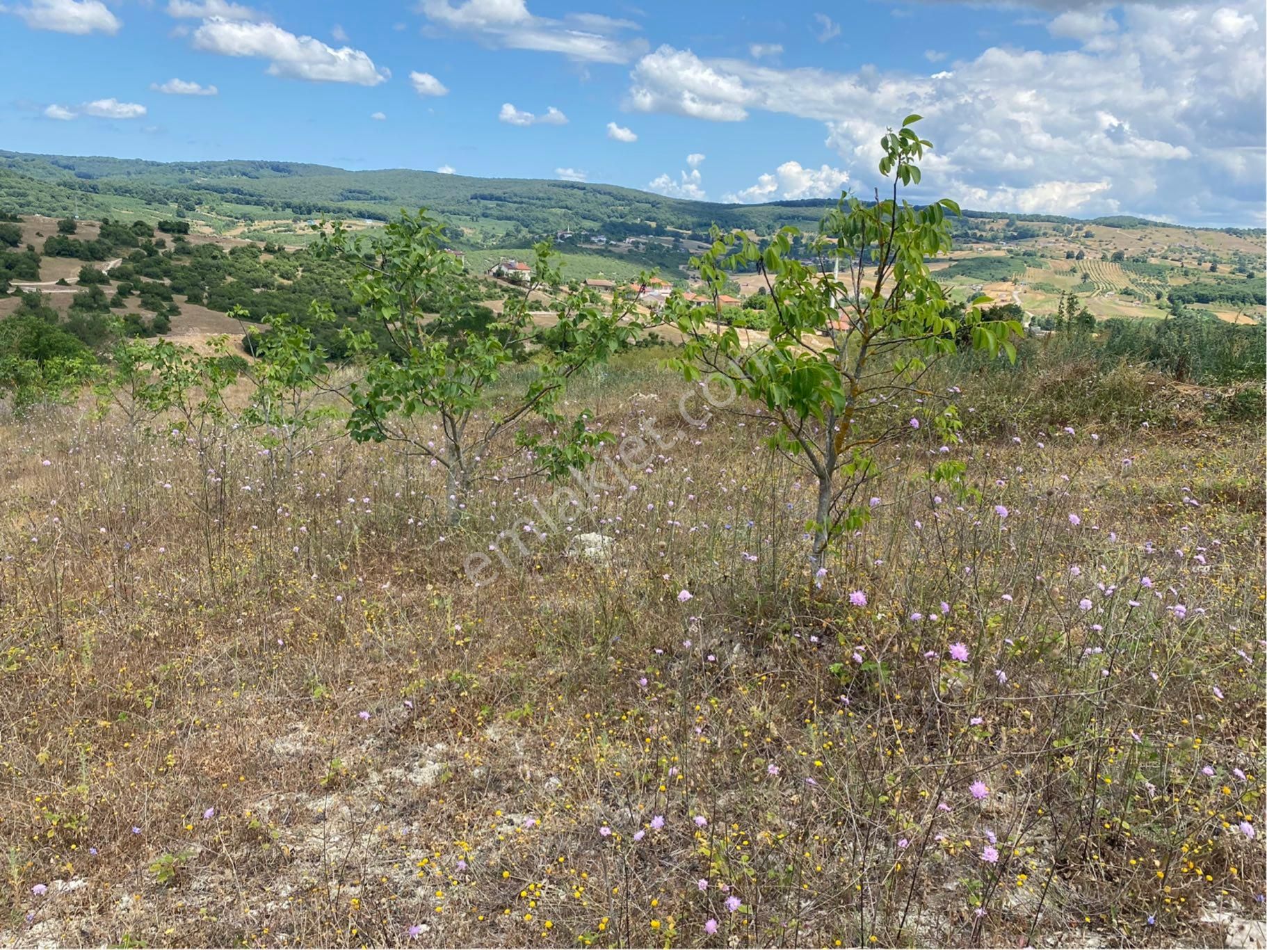 Kandıra Kubuzcu Köyün De Ceviz Bahçesi - Görsel 8