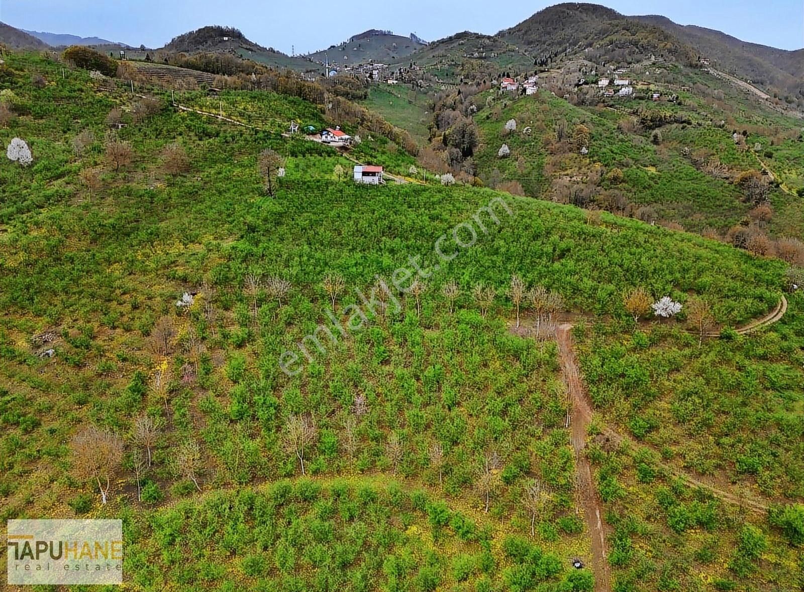 Tapuhane'den Bıçkıatik Mah.6,400m2 Satılık Bahçemiz - Görsel 3