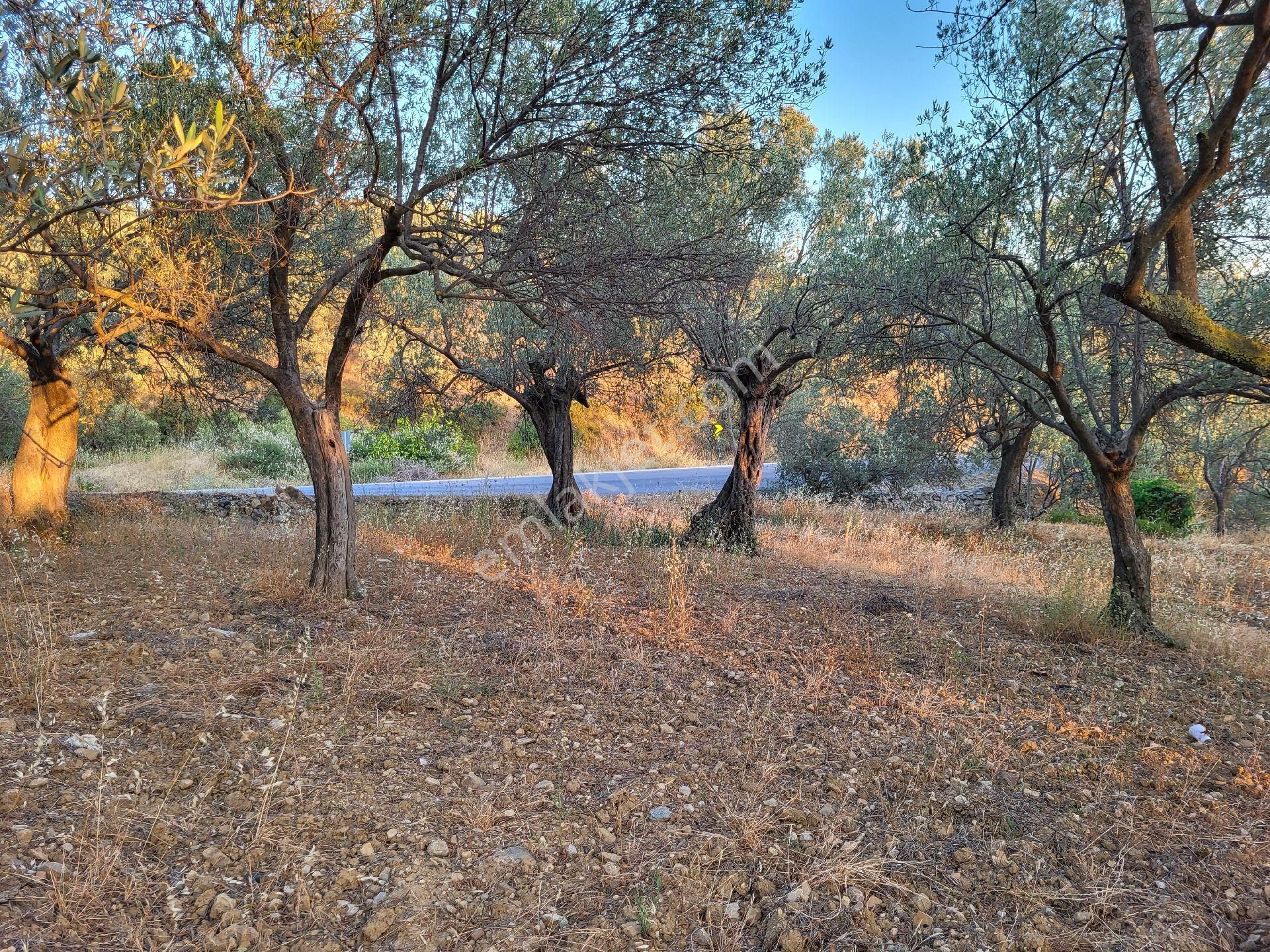 Şener Gayrimenkul'den Asfalt Yol Cepheli 1650 M2 Zeytin Bahçesi - Görsel 8